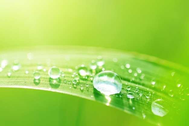 gouttes d'eau sur l'herbe verte; fond naturel de pureté