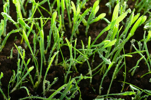 Gouttes d'eau sur l'herbe verte