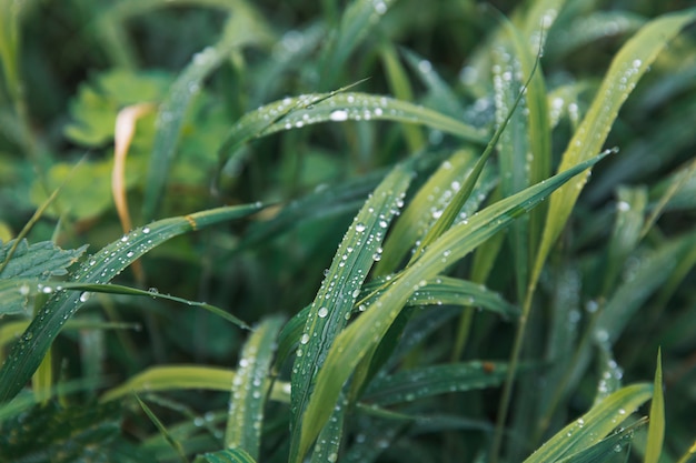 Gouttes d'eau sur l'herbe verte