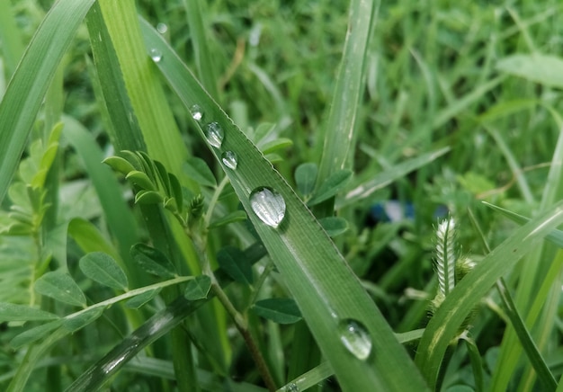 gouttes d&#39;eau sur l&#39;herbe