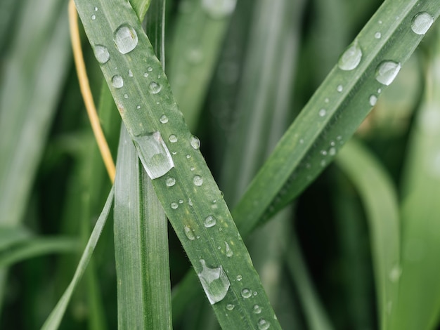 Photo gouttes d'eau sur l'herbe