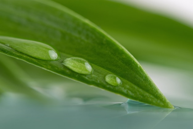 Gouttes d'eau sur une macro photo de feuille verte