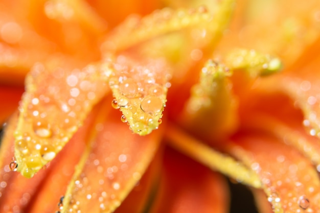 Gouttes d&#39;eau sur les pétales de fleurs d&#39;oranger