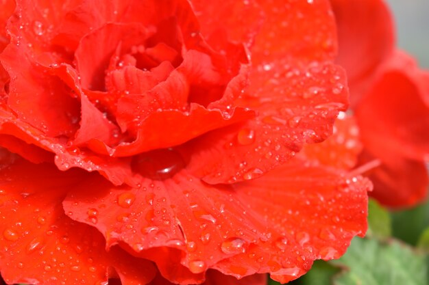 Gouttes d'eau sur les pétales de rose écarlate