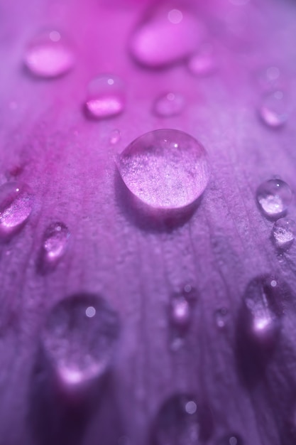 Gouttes d'eau sur les pétales rose pourpre d'une pivoine