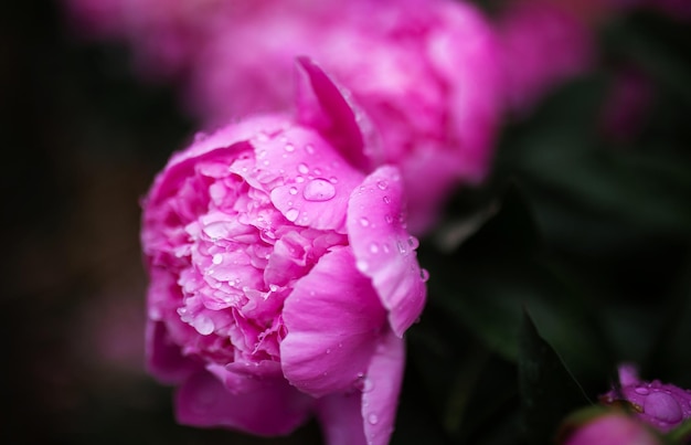 Gouttes d'eau sur les pivoines roses Arrière-plan flou Macro Jardin Jardin floriculture