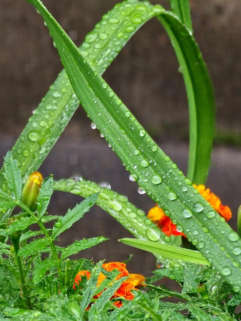 Des gouttes d'eau sur une plante verte