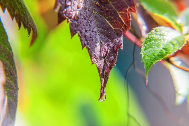 Gouttes d'eau de pluie sur les feuilles de vigne vertes dans le vignoble. Fond de jardin d'agriculture de printemps ou d'été floral naturel inspirant.