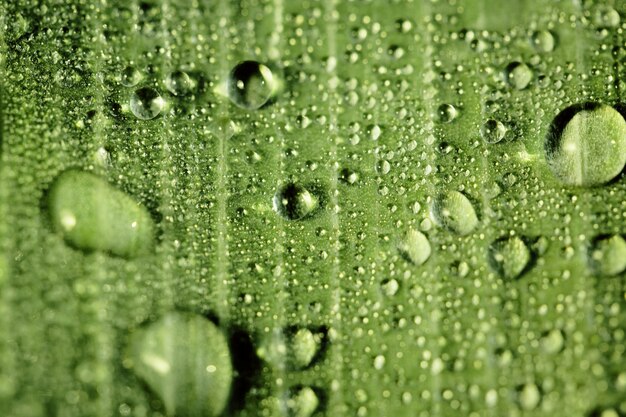 Gouttes d'eau de pluie transparente sur une feuille verte se bouchent.