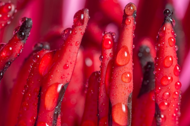 Gouttes d&#39;eau sur le pollen de lotus