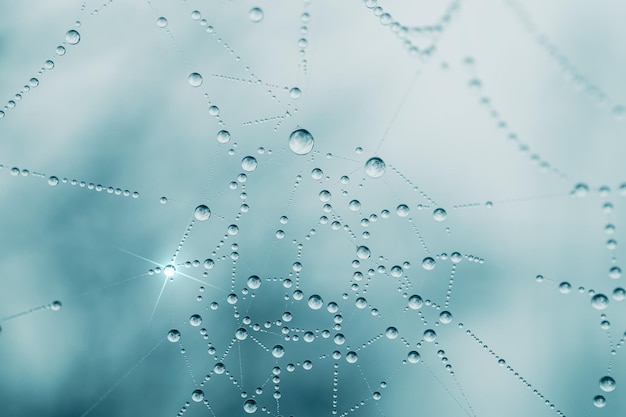 gouttes d'eau sur la toile d'araignée en saison des pluies, fond bleu