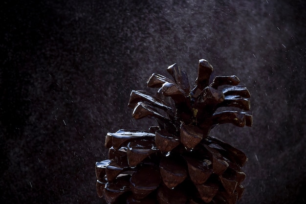 Photo gouttes d'eau tombant sur des fruits de pin en face de fond noir