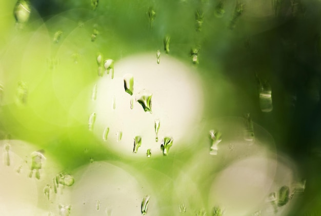 Gouttes d'eau sur le verre sur le fond des arbres