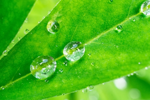 Gouttes sur une feuille verte