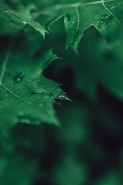 Les gouttes sur les feuilles après la pluie dans la lumière sombre de la forêt