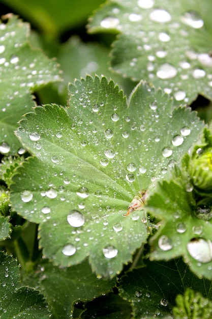 Gouttes de feuilles vertes pluie été