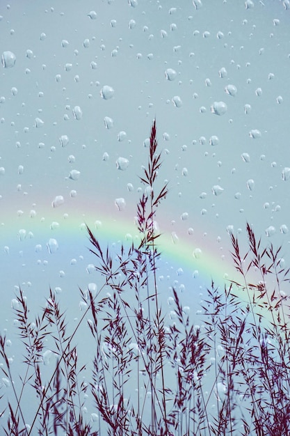 gouttes et fleurs dans la nature les jours de pluie au printemps