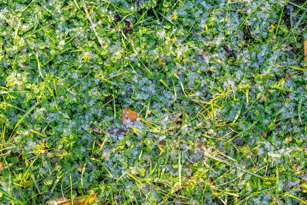 Gouttes de grêle fondant sur l'herbe verte sous les rayons du soleil du matin