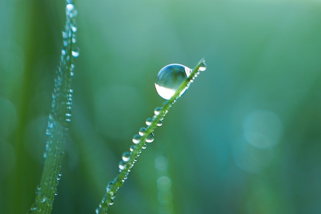 gouttes sur l&#39;herbe verte