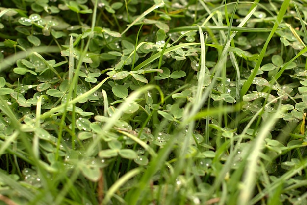 Gouttes de larmes de pluie sur l'herbe verte tendre mise au point sélective arrière-plan flou bannière fond d'écran de veille