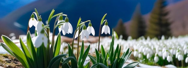 Photo des gouttes de neige, des fleurs, des montagnes, une scène enneigée au début du printemps, des voyages dans l'espace, des vacances, des feuilles de plantes fraîches.