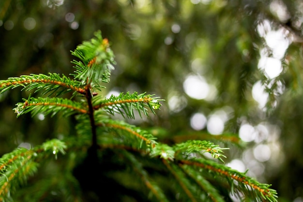 Gouttes de pluie sur une branche d'épinette verte avec des aiguilles