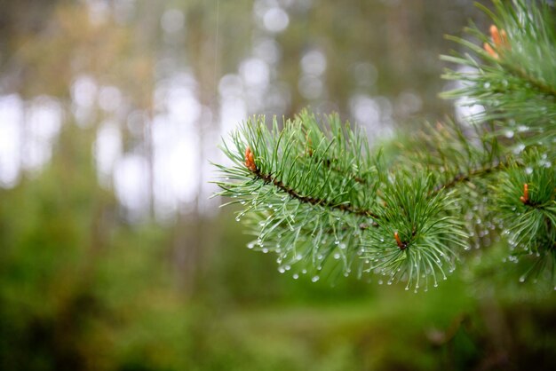 Gouttes de pluie sur une branche d'épinette