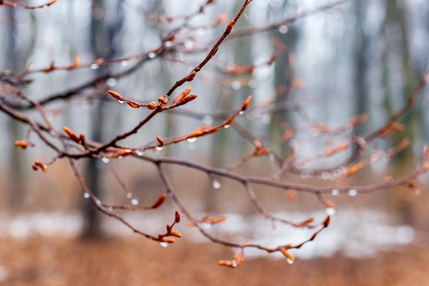 Gouttes de pluie sur une branche nue au printemps pendant la fonte des neiges