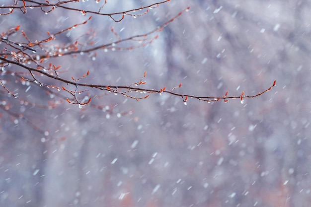 Gouttes de pluie sur une branche nue au printemps pendant la fonte des neiges