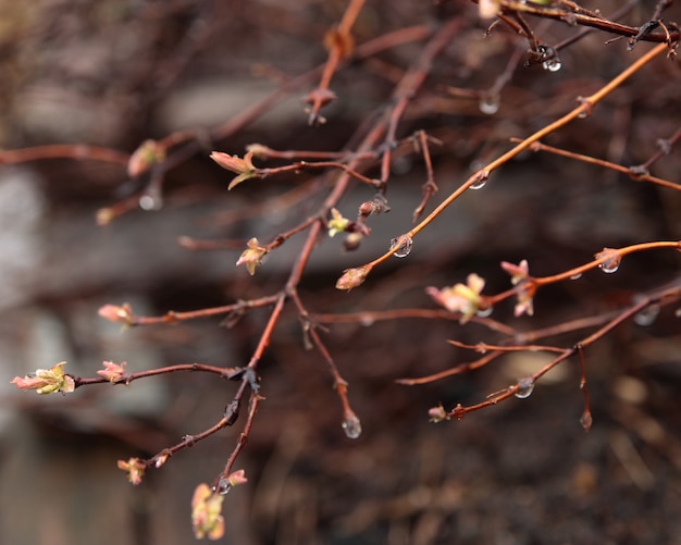 Gouttes de pluie sur les branches. Fond nature.