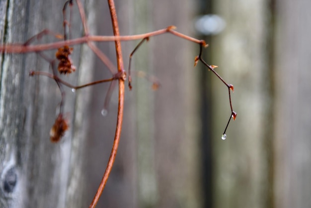 Gouttes de pluie sur les branches sèches des vignes sur la clôture