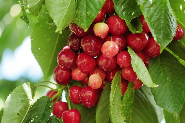 Gouttes de pluie sur les cerises