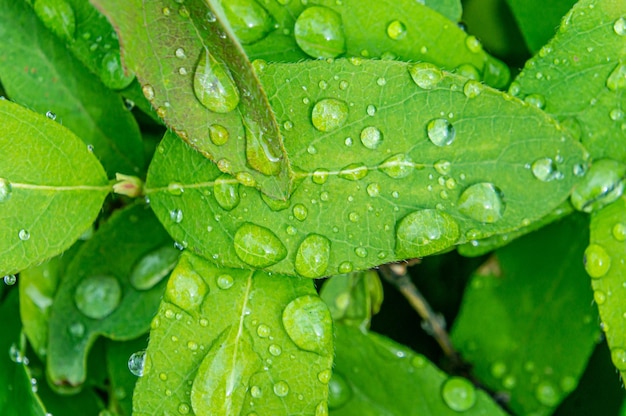 Des gouttes de pluie claires sont disposées en rangée sur une feuille verte