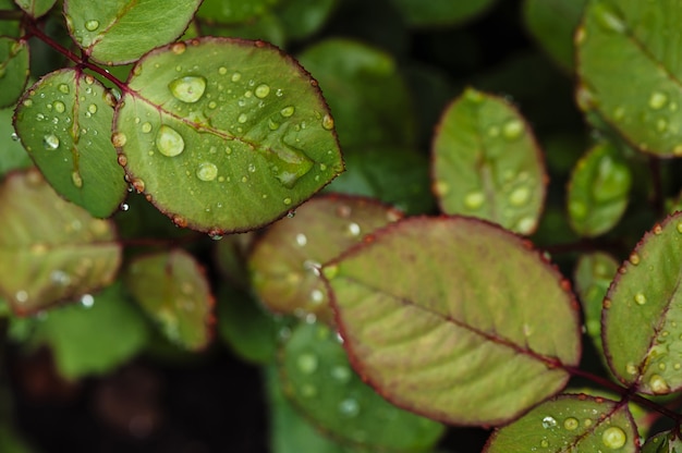 Gouttes De Pluie Sur Close-up De Feuilles De Rose Verte. Plantes Dans Le Jardin.