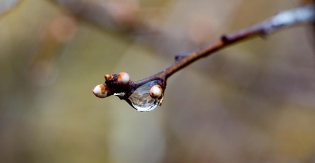 gouttes de pluie sur un concept de printemps de bourgeons arrière-plan flou