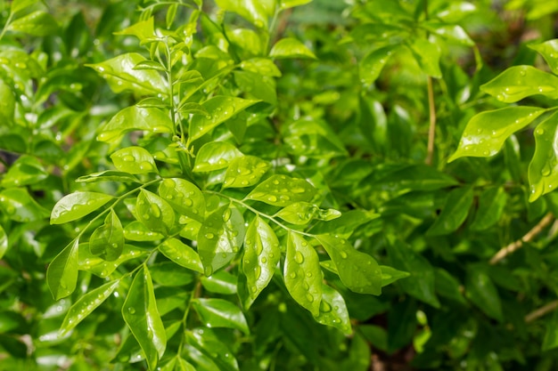 Gouttes de pluie sur le dessus des feuilles en saison des pluies