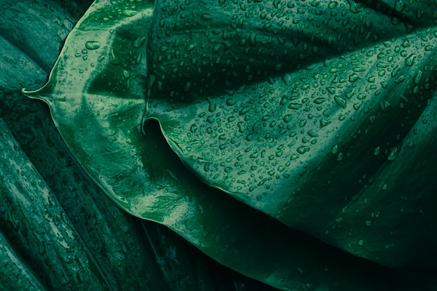 gouttes de pluie éclaboussant sur fond naturel de pureté de feuille de palmier vert