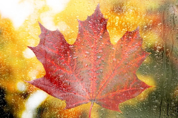 Gouttes de pluie de fenêtre de pluie sur le verre dans le contexte d'une feuille d'érable d'automne rouge et jaune colorée Fond d'automne d'octobre Arrière-plan flou doux