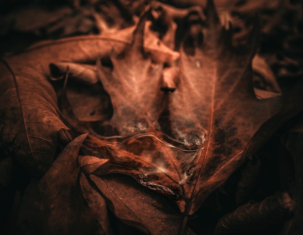 Gouttes de pluie sur la feuille d'automne