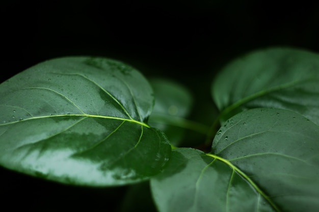 Gouttes de pluie sur la feuille de lotus vert après la pluie bouchent