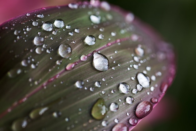 Gouttes de pluie sur une feuille lue-verte.