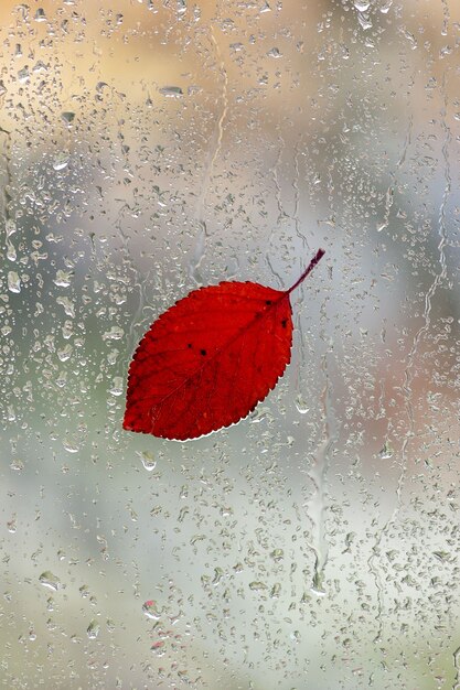 Gouttes de pluie et feuille tombée sur la fenêtre. Carte postale d'automne. Photo verticale.