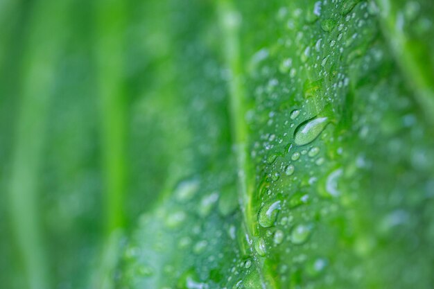 Gouttes de pluie sur la feuille verte de l'eau. Frais, juteux, beau gros plan de feuilles d'arbres. Fond de printemps d'été