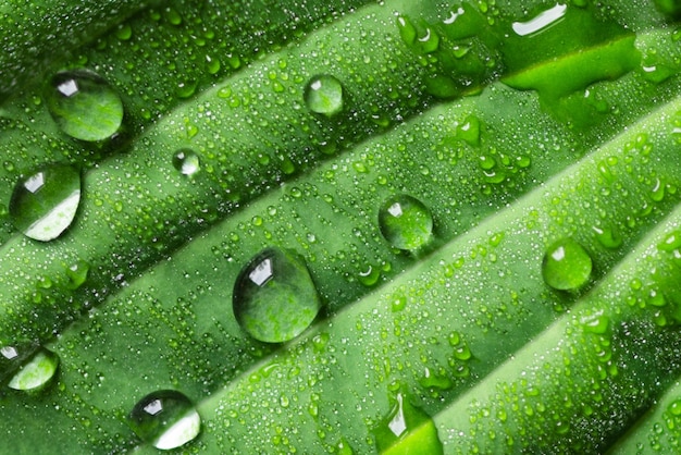 Gouttes de pluie sur feuille verte macro photo Gouttes d'eau de rosée sur feuille Fond naturel