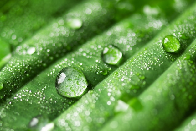 Gouttes de pluie sur feuille verte macro photo Gouttes d'eau de rosée sur feuille Fond naturel