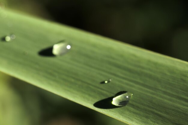 Gouttes de pluie sur la feuille verte