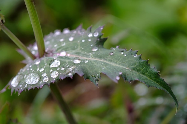 gouttes de pluie sur une feuille verte