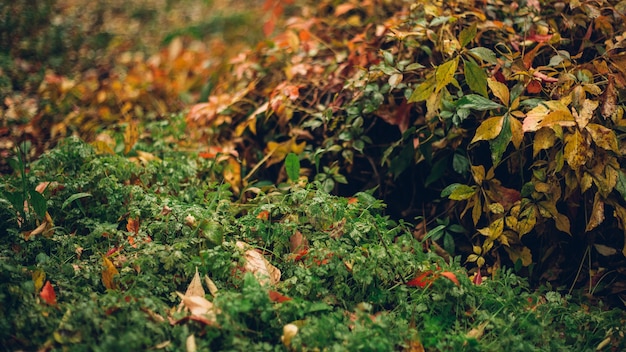 Gouttes de pluie sur les feuilles et l'herbe