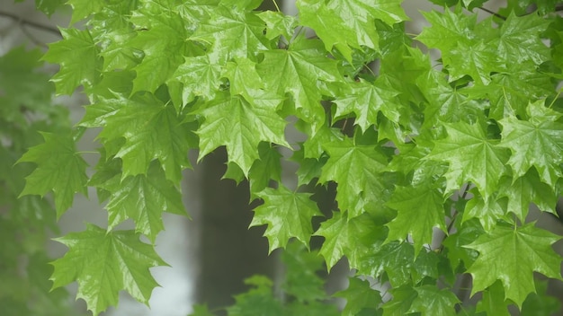 Gouttes de pluie sur les feuilles humides au printemps gouttelettes de forêt sur le feuillage des arbres verts humides