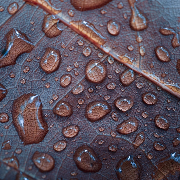 Les gouttes de pluie sur les feuilles rouges de l'automne les jours de pluie